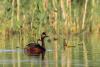 podiceps-nigricollis_01_t1_1.jpg