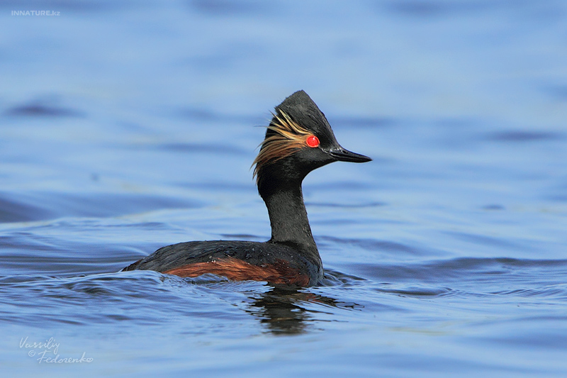 podiceps-nigricollis_03.jpg