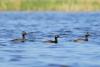 podiceps-nigricollis_05_t1.jpg