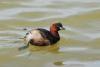 podiceps-ruficollis_01_t1.jpg