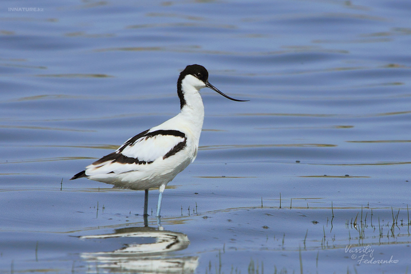 recurvirostra-avocetta_01.jpg
