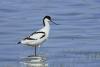 recurvirostra-avocetta_01_t1.jpg