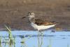 tringa-ochropus_01_t1.jpg
