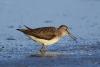tringa-ochropus_02_t1.jpg