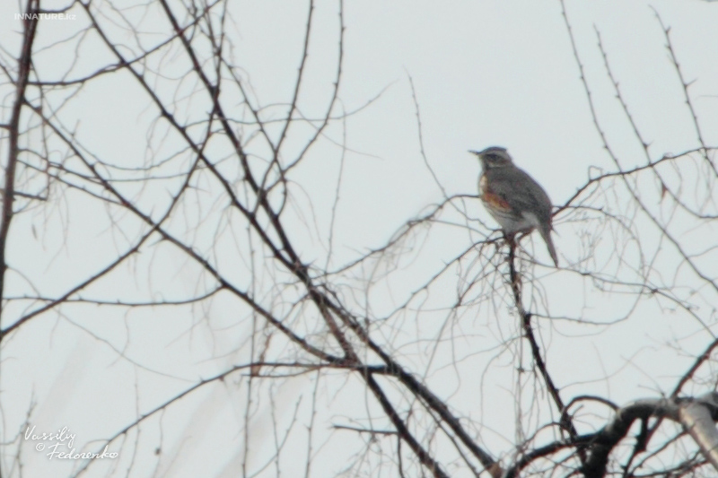turdus-iliacus_01.jpg