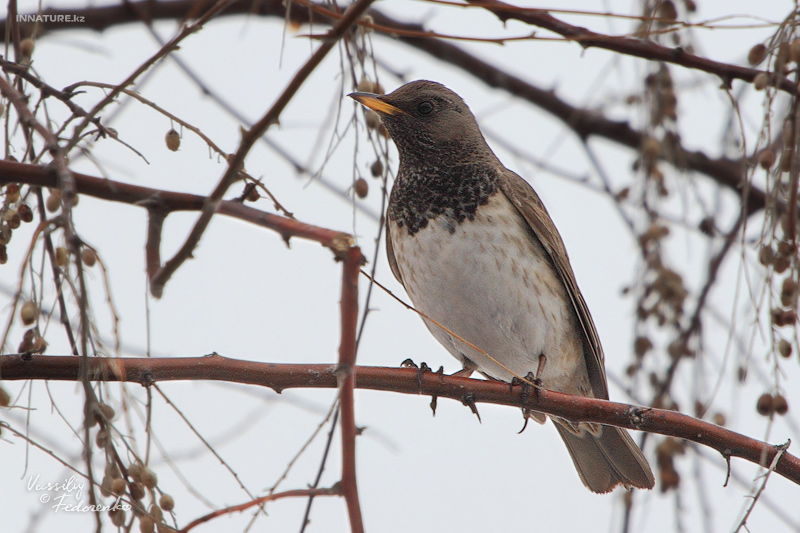 turdus_atrogularis_07.jpg