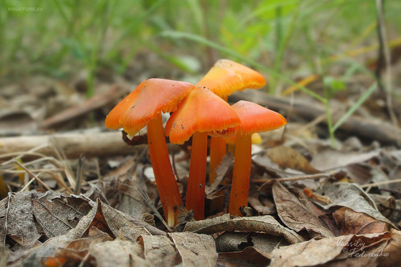 hygrocybe-conica_01.jpg