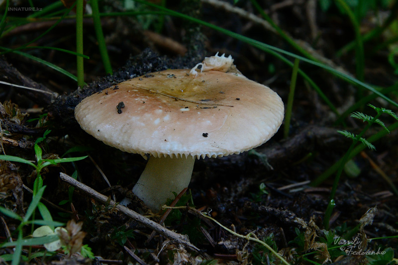 russula_02_01.jpg