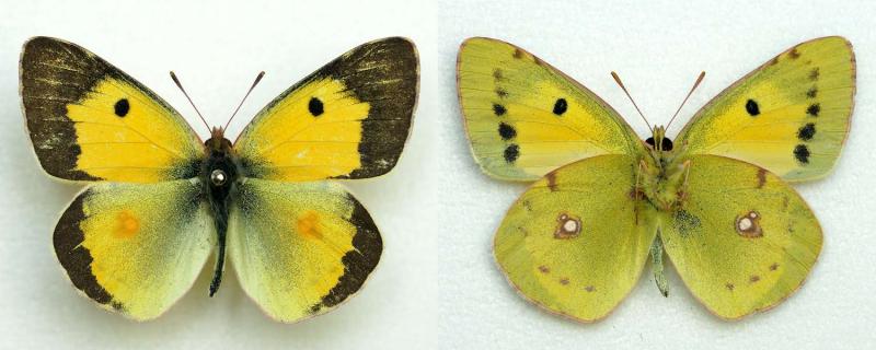 colias_erate_chrysodona_male.jpg