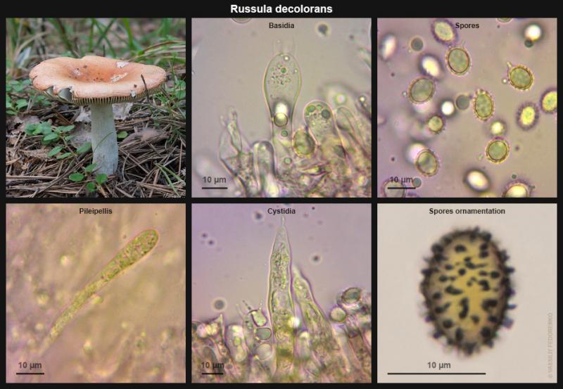 russula-decolorans_02.jpg
