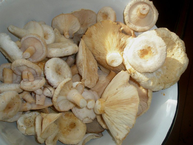 0_lactarius_pubescens_1a.jpg
