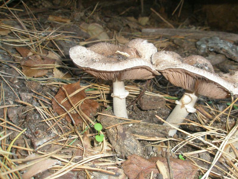 1_agaricus_silvaticus_2.jpg