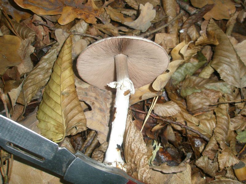 1_agaricus_silvicola_1a.jpg