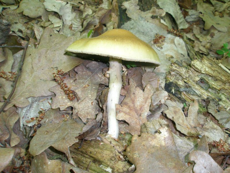 1_agrocybe_praecos_1.jpg