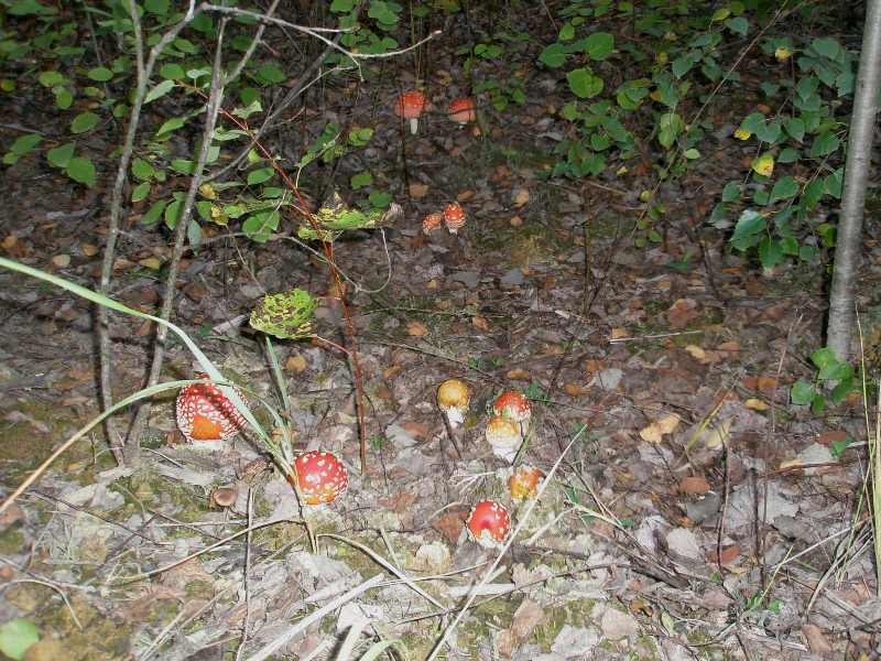 1_amanita_muscaria_5.jpg