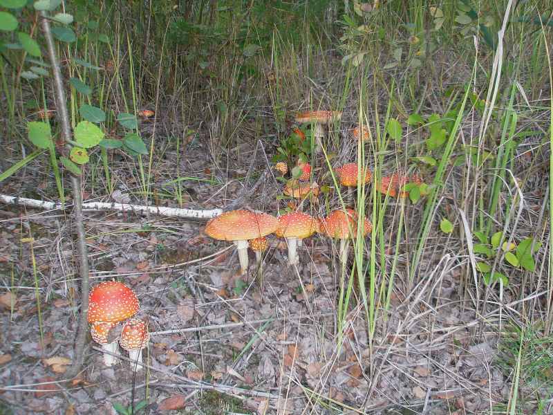 1_amanita_muscaria_6.jpg