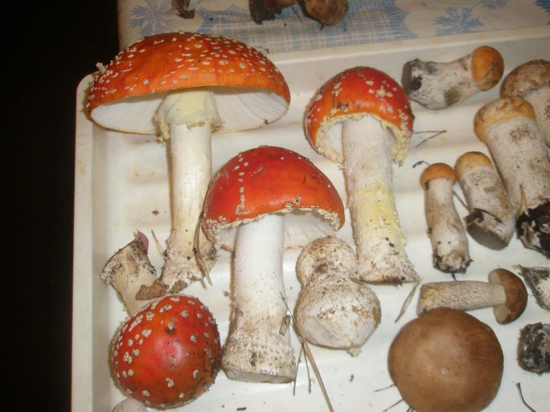 1_amanita_muscaria_7.jpg