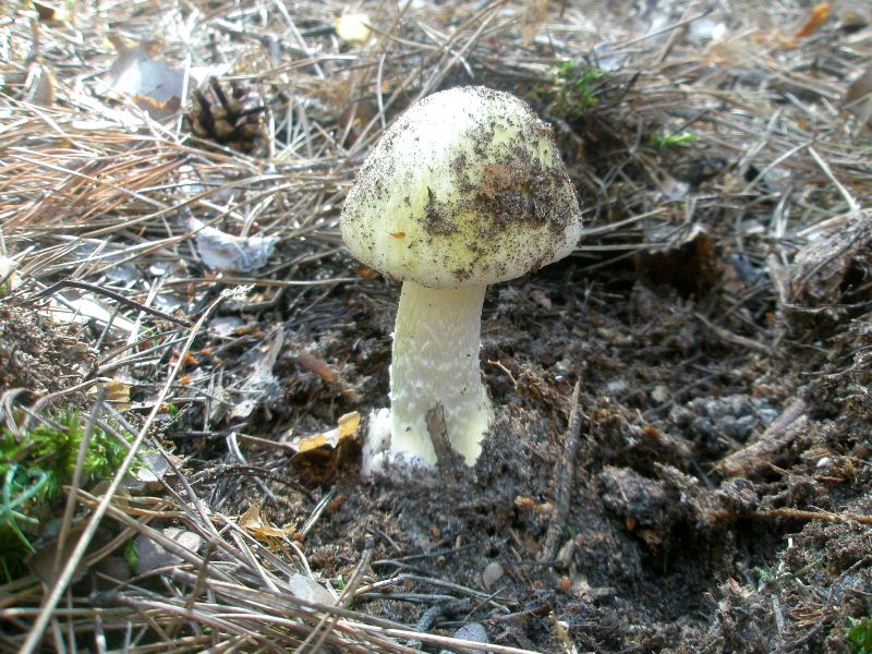 1_amanita_phalloides_3.jpg