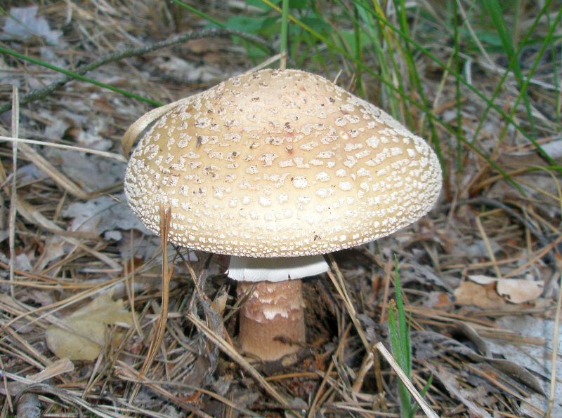 1_amanita_rubescens_1.jpg