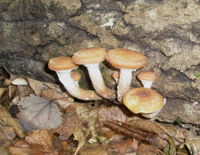 1_armillaria_mellea_3.jpg