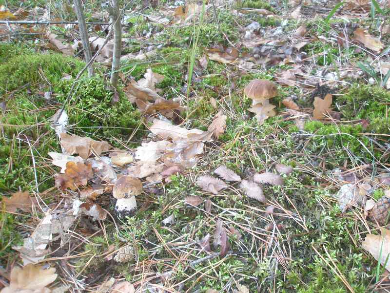 1_boletus_edulis_01.jpg