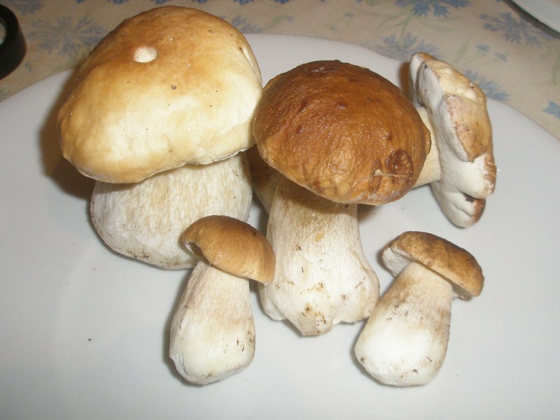 1_boletus_edulis_2.jpg