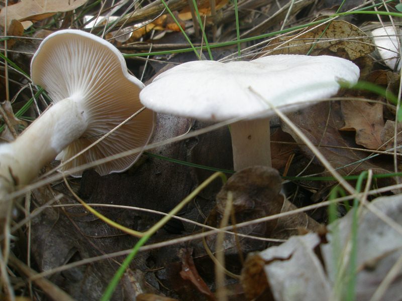 1_clitocybe_cerrusata_1.jpg