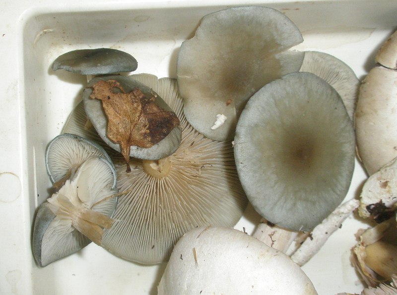 1_clitocybe_odora_1.jpg