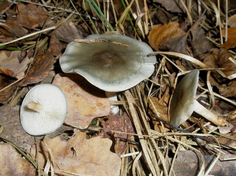 1_clitocybe_odora_1a.jpg