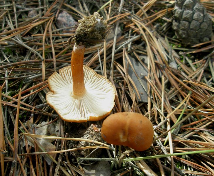 1_clitocybe_sinopica_1.jpg