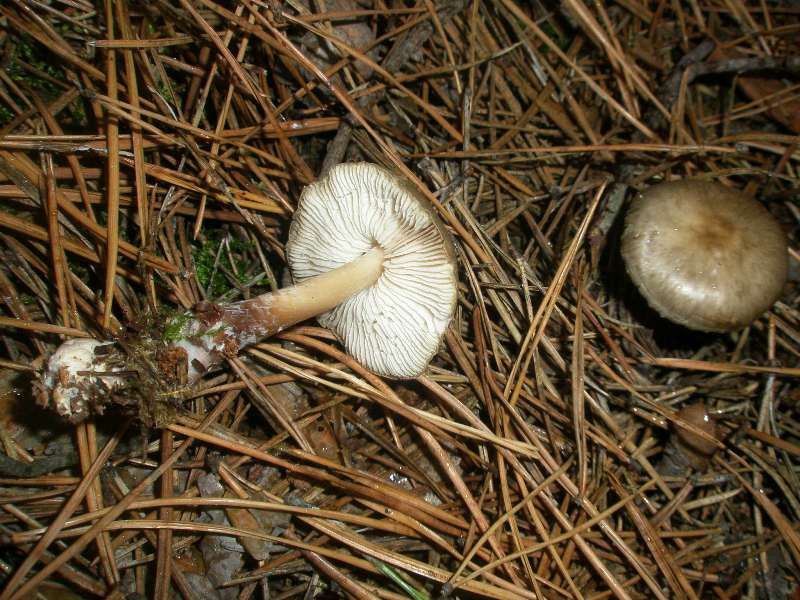 1_collybia_buturacea.jpg