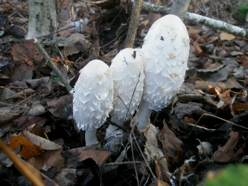 1_coprinus_comatus_2a.jpg