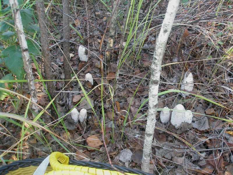 1_coprinus_comatus_2b.jpg
