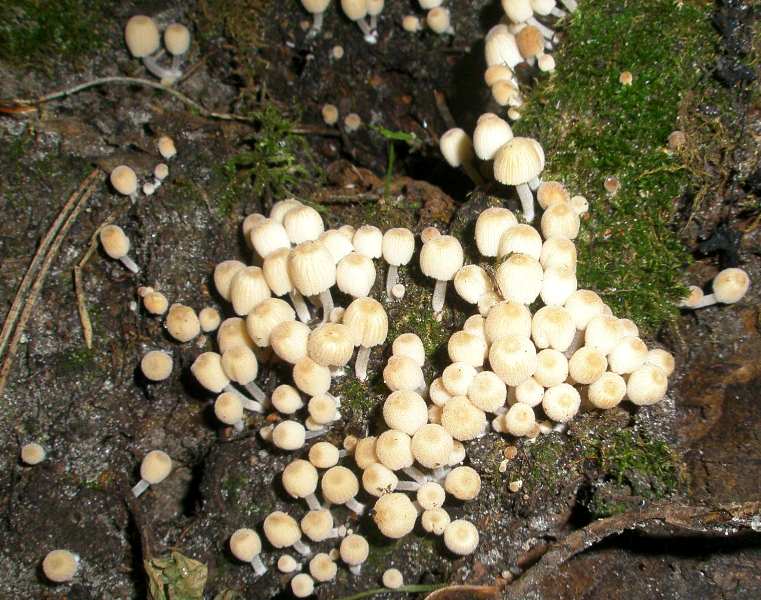 1_coprinus_disseminatus_1.jpg