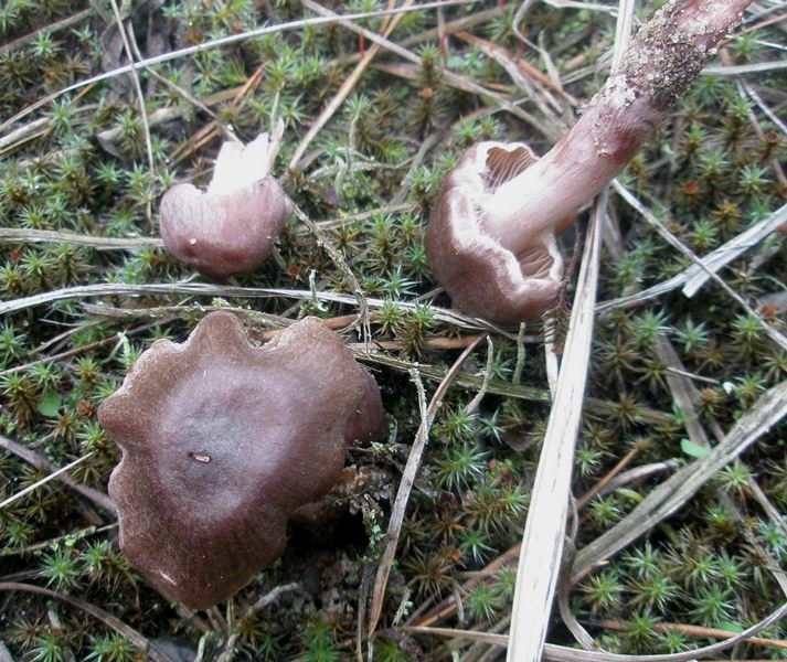 1_cortinarius_evernius_1.jpg