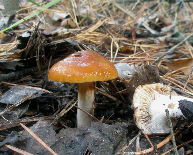 1_cortinarius_mucosus_1.jpg