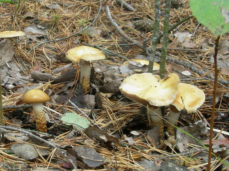 1_cortinarius_trivialis_1a.jpg