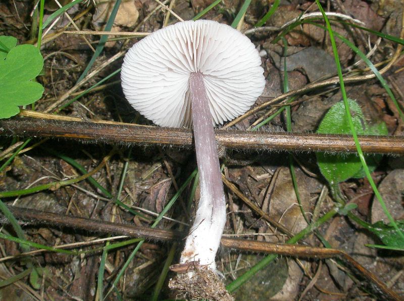 1_cystolepiota_bucknalli_1a.jpg