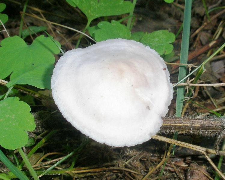 1_cystolepiota_bucknalli_1b.jpg