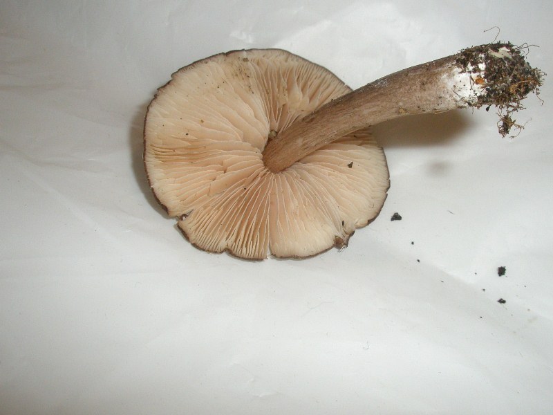 1_entoloma_sp_1a.jpg