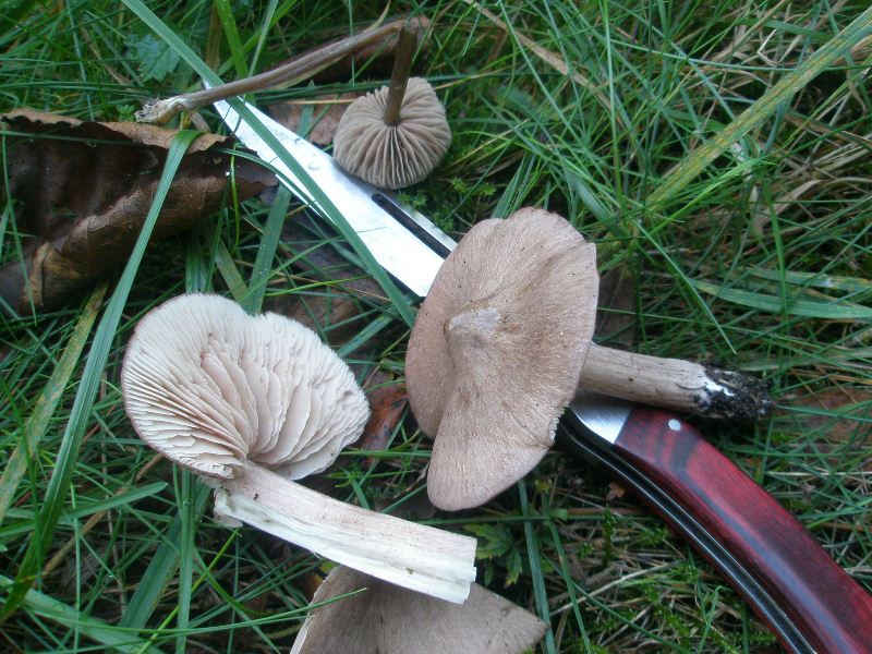 1_entoloma_sp_1b.jpg