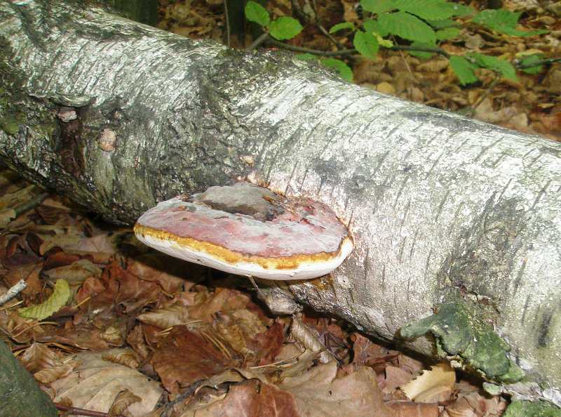 1_fomitopsis_pinicola_1.jpg