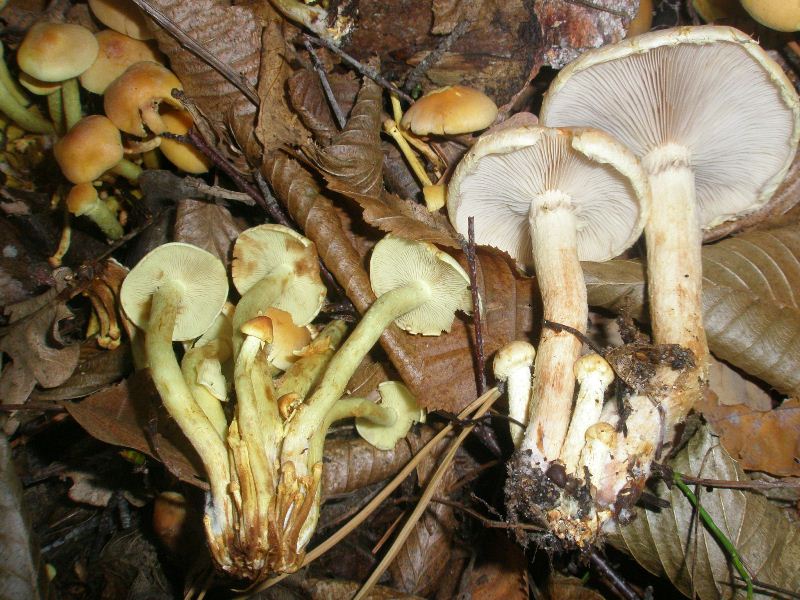 1_hypholoma_fasciculare_lateritia_1.jpg