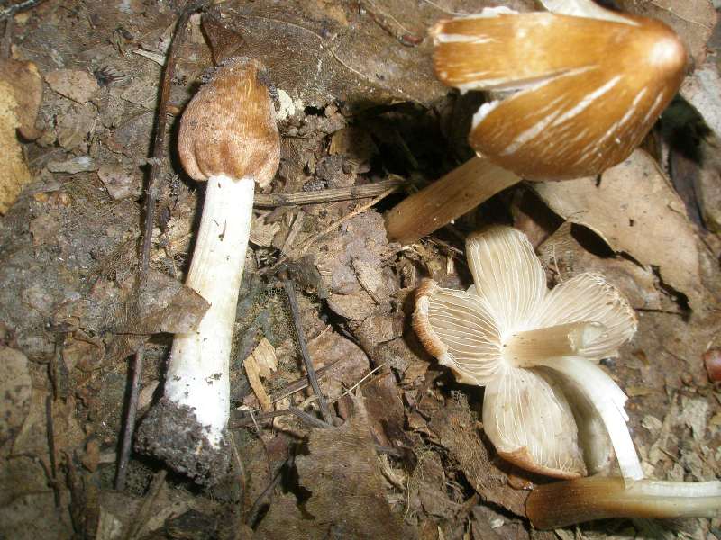 1_inocybe_sp_1.jpg