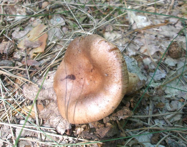 1_lactarius_quietus_1.jpg