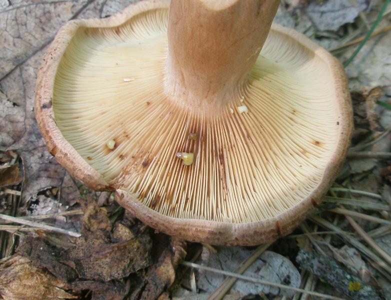 1_lactarius_quietus_1a.jpg