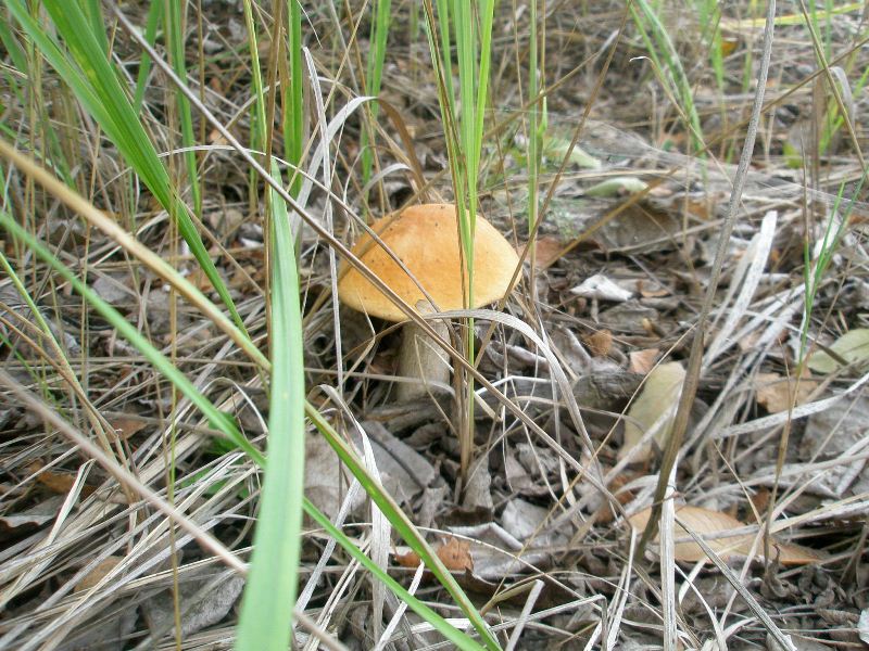 1_leccinum_aurantiacum_1.jpg