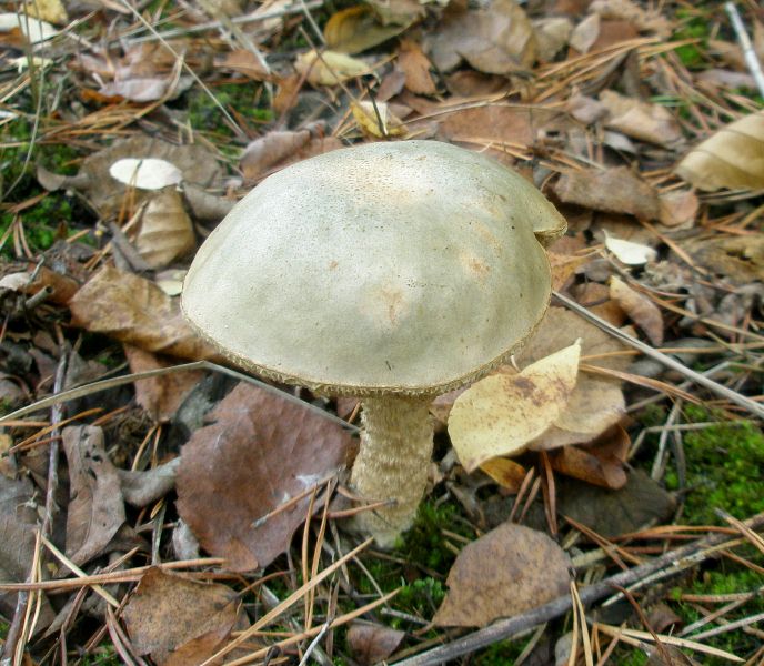 1_leccinum_sp_2.jpg