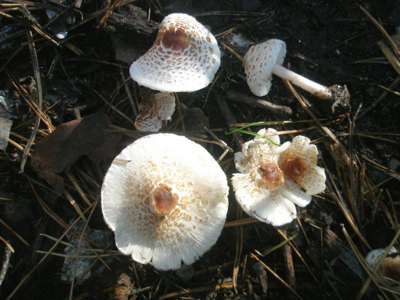 1_lepiota_sp_1.jpg