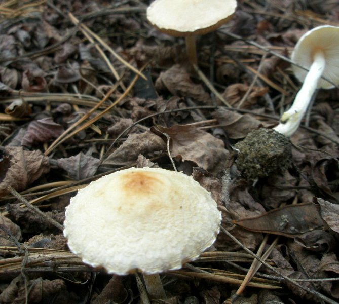 1_lepiota_sp_1a.jpg